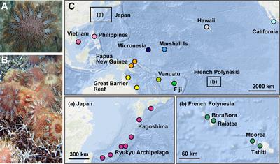 Two Hidden mtDNA-Clades of Crown-of-Thorns Starfish in the Pacific Ocean